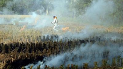 The central government asked Punjab to prepare a comprehensive action plan to prevent stubble burning