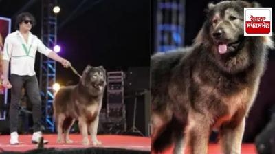 ED raids house of man who claimed to have imported a dog worth Rs 50 crore