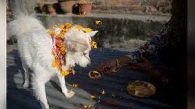 Dog Worship Festival