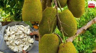 Farmers can earn good income in less time by cultivating jackfruit