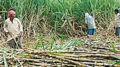 Sugarcane farmers