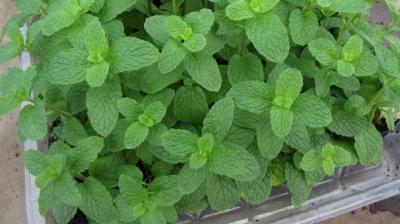 Mint Cultivation