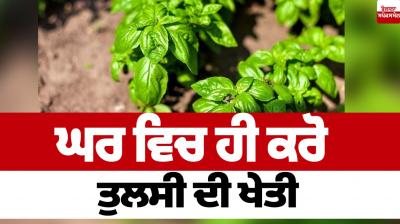 Cultivate basil at home