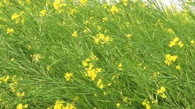 ਗੋਭੀ ਸਰ੍ਹੋਂ ਅਤੇ ਤੋਰੀਆ