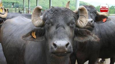 Causes and treatment of infertility in animals