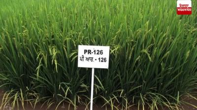 PR 126 variety of paddy becomes first choice of farmers