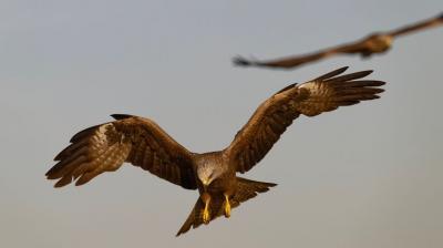 Plan to provide 1275 kg of chicken for the eel on Republic Day