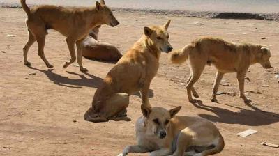 60-yr-old killed after stray dogs attack him in Dwarka