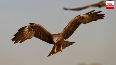 Plan to provide 1275 kg of chicken for the eel on Republic Day