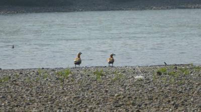 ਸਤਲੁਜ ਦਰਿਆ ਕਿਨਾਰੇ  ਬੈਠੇ ਪੰਛੀ