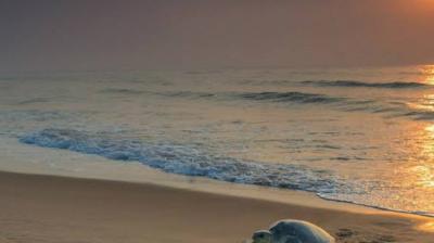  know about cleanest and dirtiest beaches of india