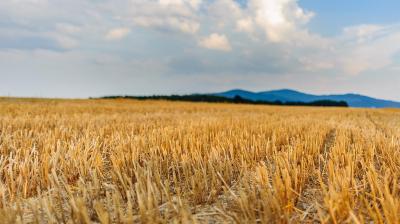 Stubble Burning Cases in Hayana declines by 90%
