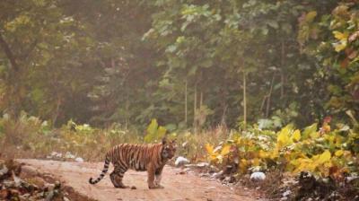 Tiger at Rajaji Tiger reserve