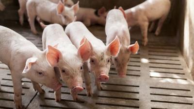 310 pigs killed due to african swine flu fever outbreak in kerala