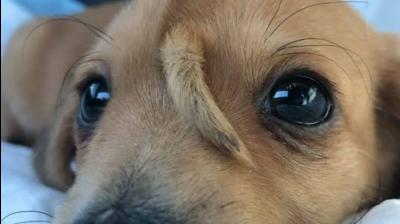 Puppy with extra tail on his head rescued