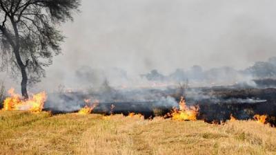 Stubble burning