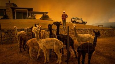 Bushfires destroy Australian wildlife