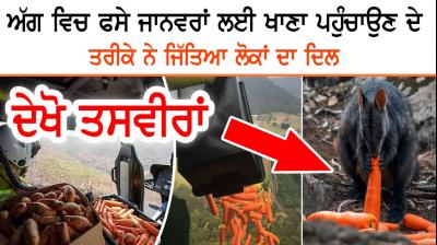 Animal eating food dropped by helicopters amid Australian bushfires 