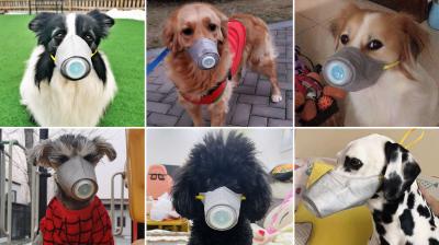 Animals are wearing coronavirus masks in China