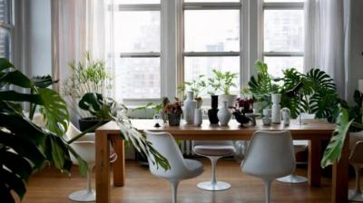 Give Unique look to your home with plants 