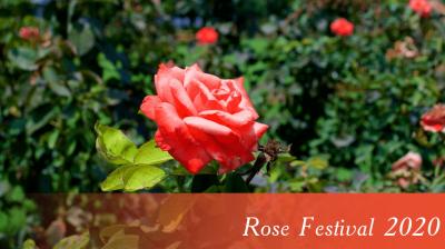 Rose Festival of Chandigarh 2020