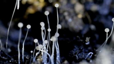 Black Fungus 