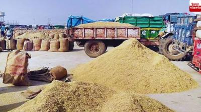 punjab paddy mandi News