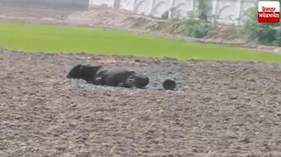 Farmer shoots bull in Firozpur news in punjabi 