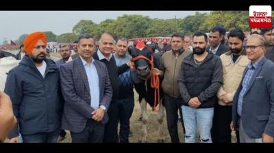 "Karnal cow yield 87.7 kg milk in 24 hours, sets record "