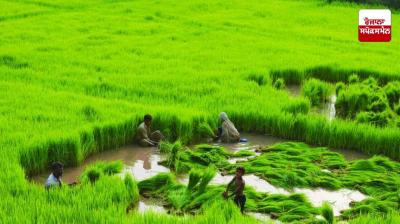 How to cultivate rice naturally