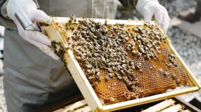Beekeeping, 