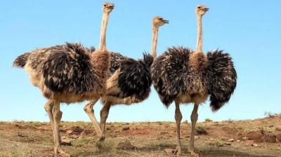 41,000 Years Old Ostrich Nest