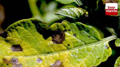 How to protect summer vegetables from diseases