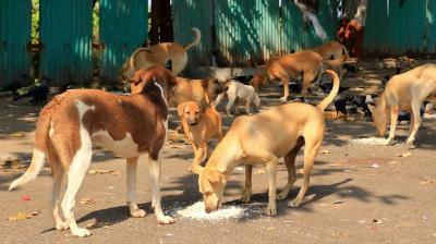 Stray dogs ate more than 10 sheep, goats Samana News
