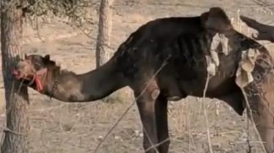  The family beat the camel to death, the camel had put the owner's clothes in its mouth.
