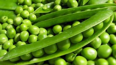 Green peas protect us from many diseases.