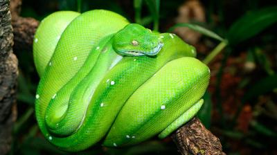 Green Tree Python