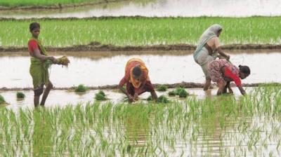 punjab paddy season start from today