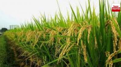 Punjab ban on hybrid rice will cause farmers to lose up to Rs 10,000 per acre