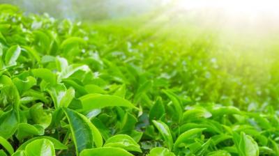 Only beverages made from the actual tea plant will be considered 'tea'