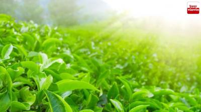 Only beverages made from the actual tea plant will be considered 'tea'