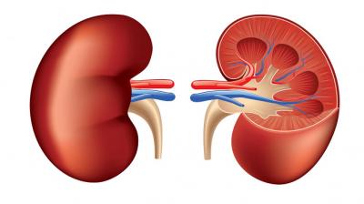 Kidney