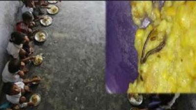 Snake found in school khichdi
