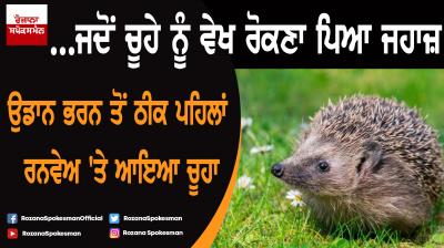 Pilot stops plane to let baby hedgehog cross the runway 