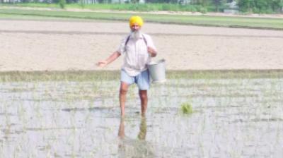 Farmer Using Fertilizers 