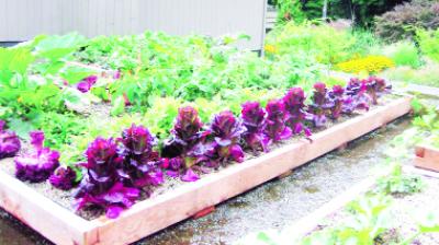 Organic Fruits on the Roof of House