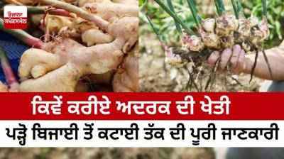  How to grow ginger, read complete information from planting to harvesting