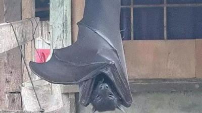 viral image of bat 