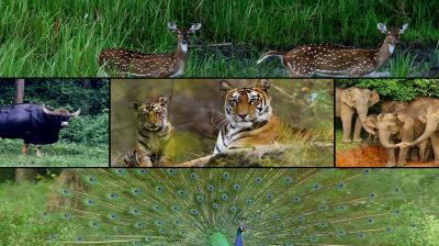 Visit National Parks