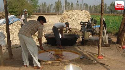 Organic jaggery News in punjabi